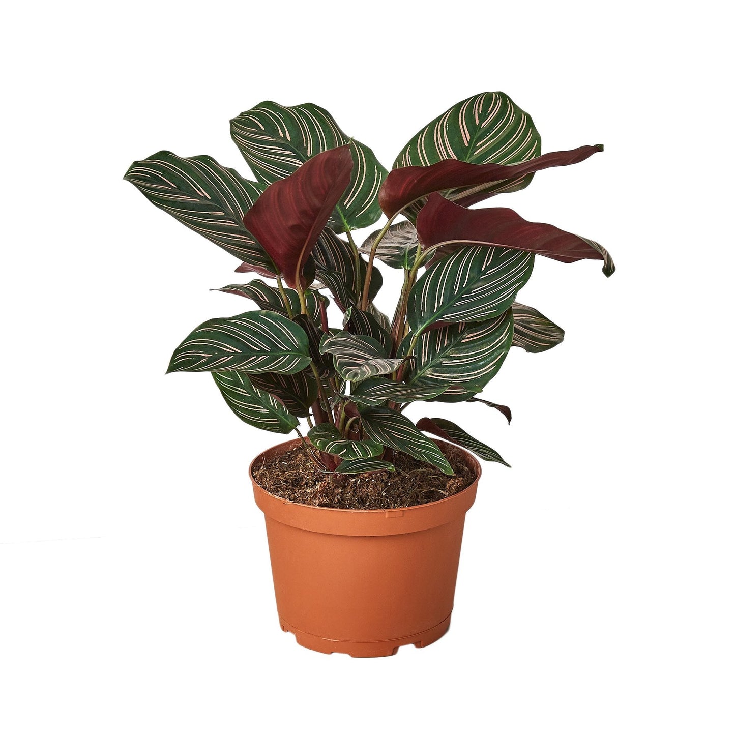 6" Pot - Calathea 'Ornata'