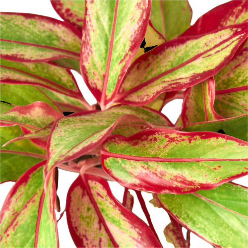 Chinese Evergreen 'Red Siam'