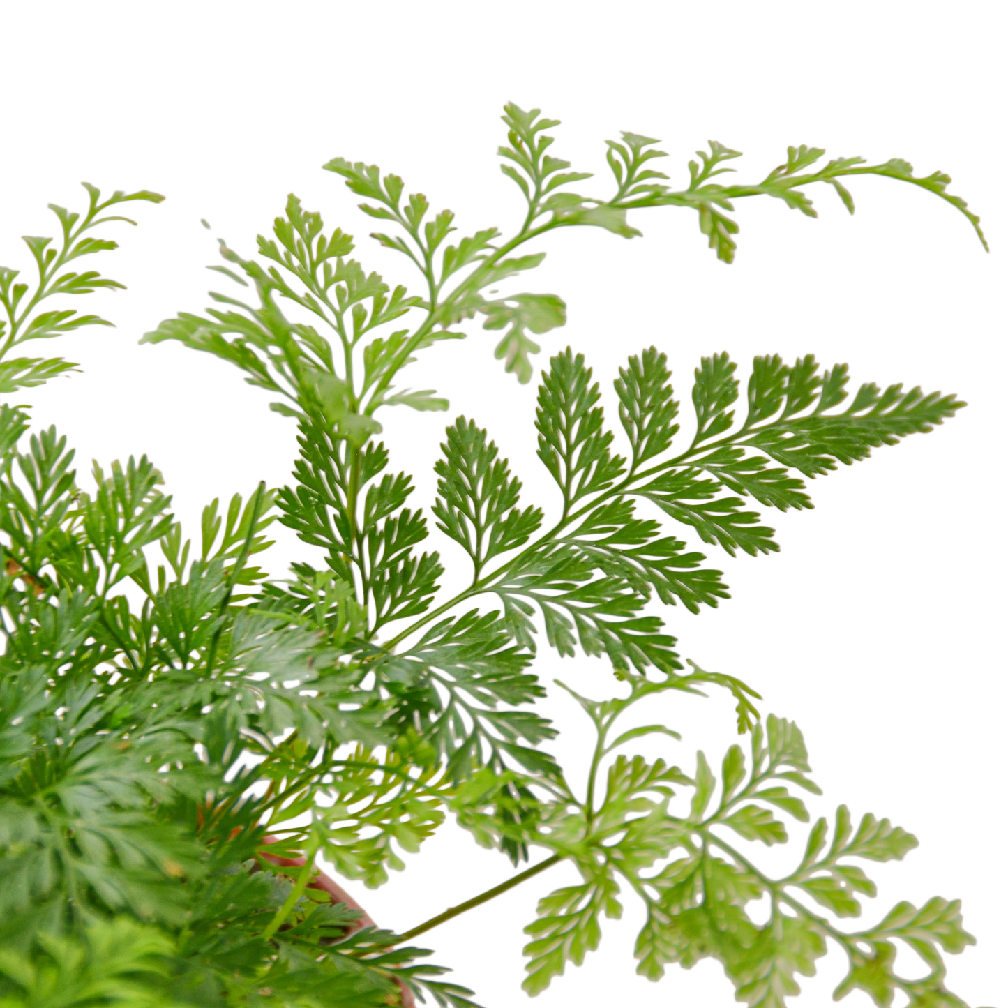 Rabbit's Foot Fern
