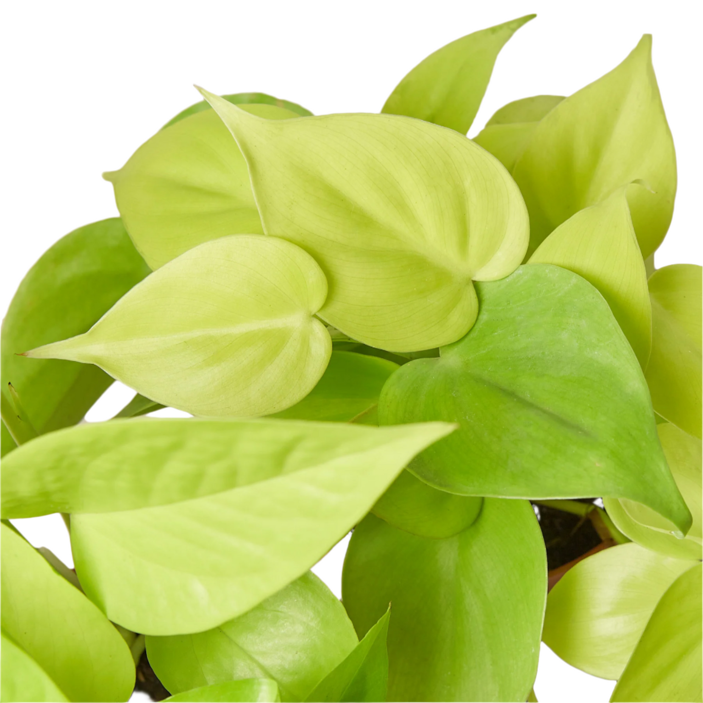 Pothos 'Neon'