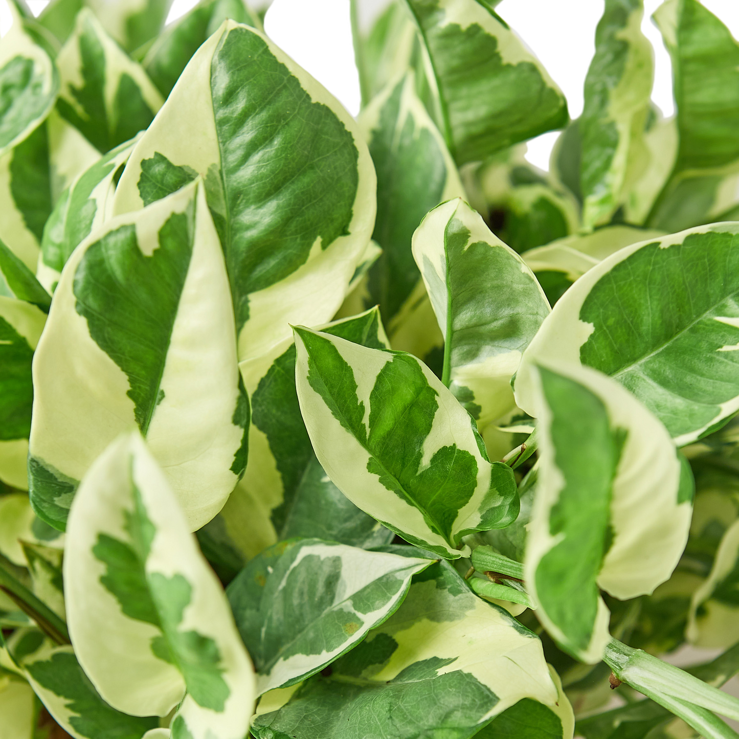 Pothos 'N'joy'