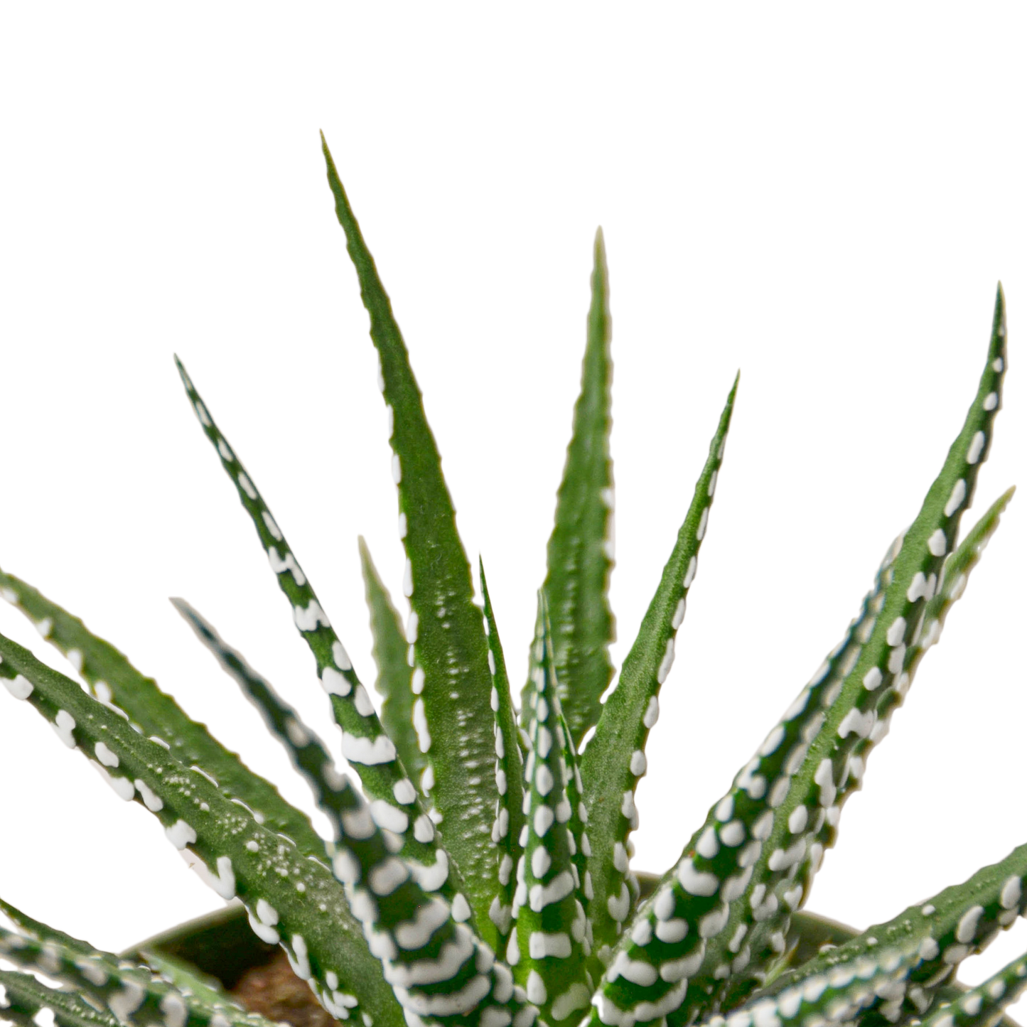 Zebra Succulent