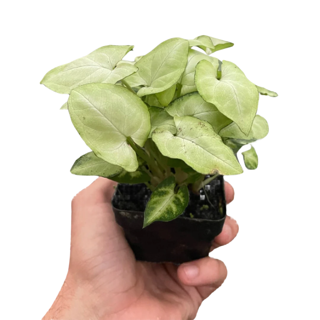 Syngonium 'Moonshine'