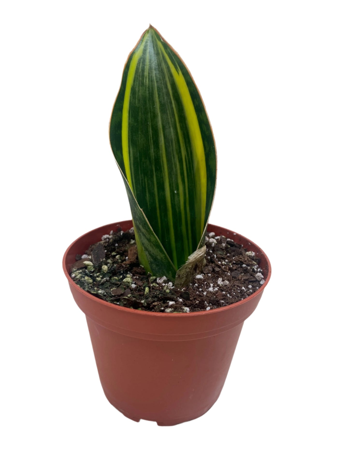 Variegated Shark Fin Snake Plant