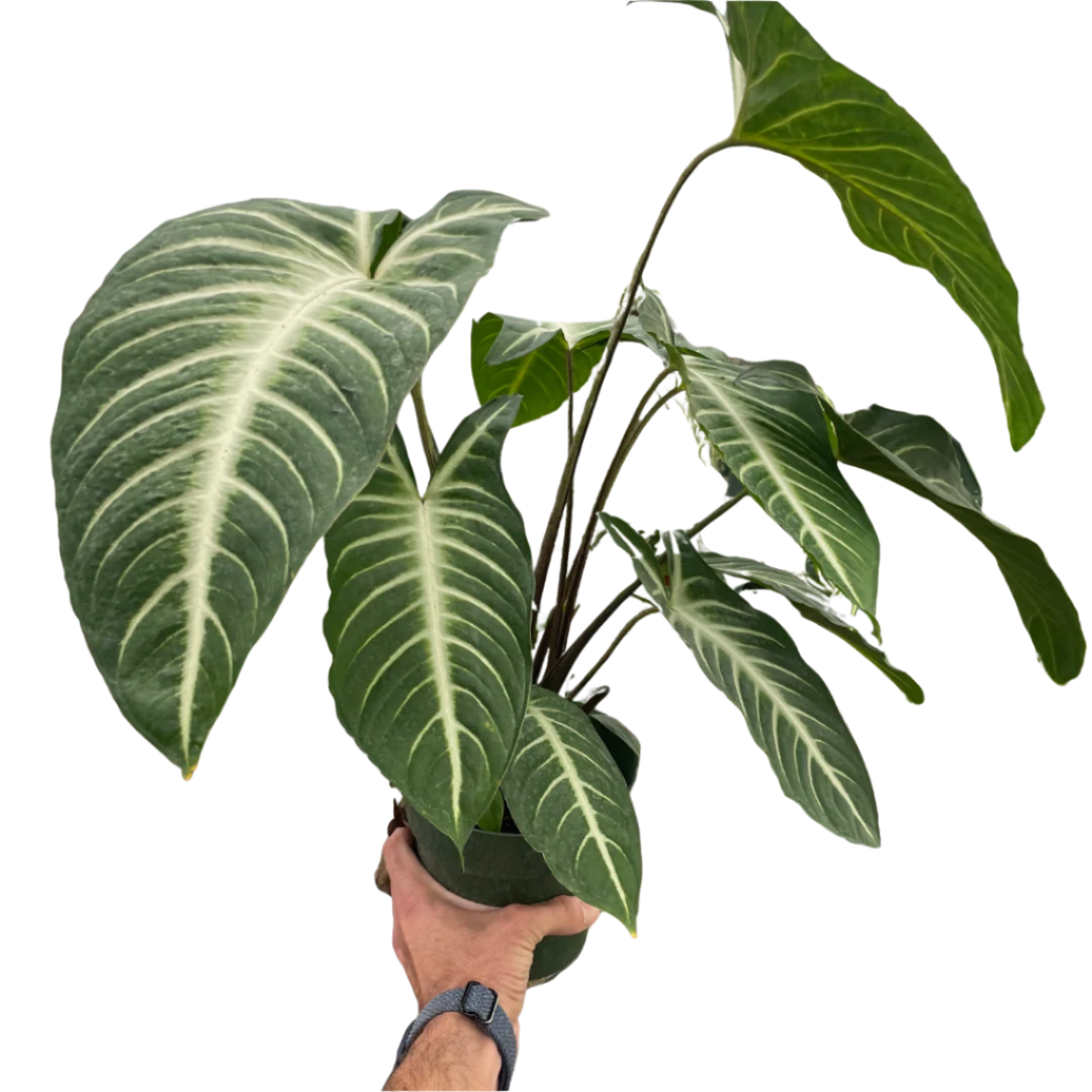 Xanthosoma 'Lendenii'