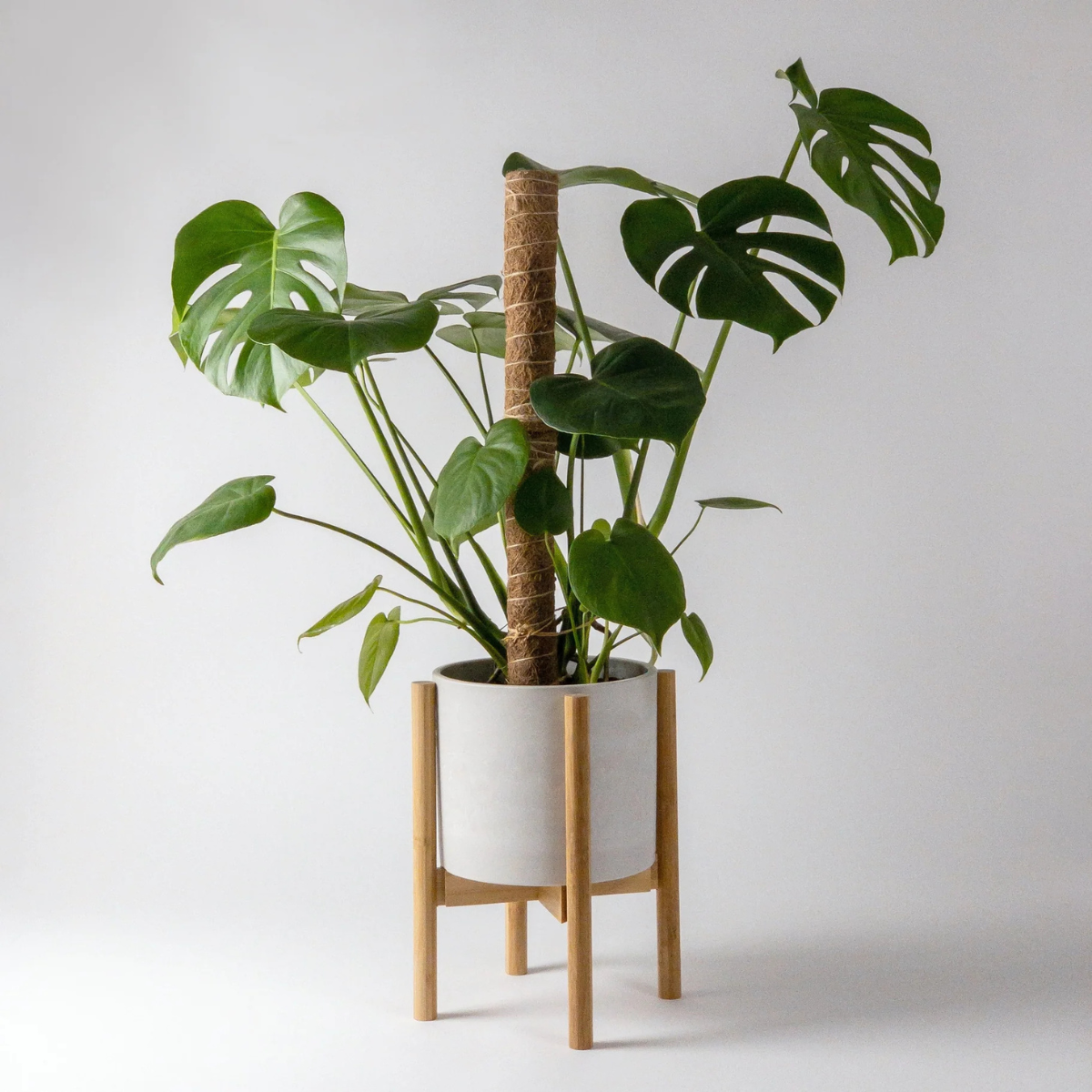 Coconut Silk Plant Climbing Pole