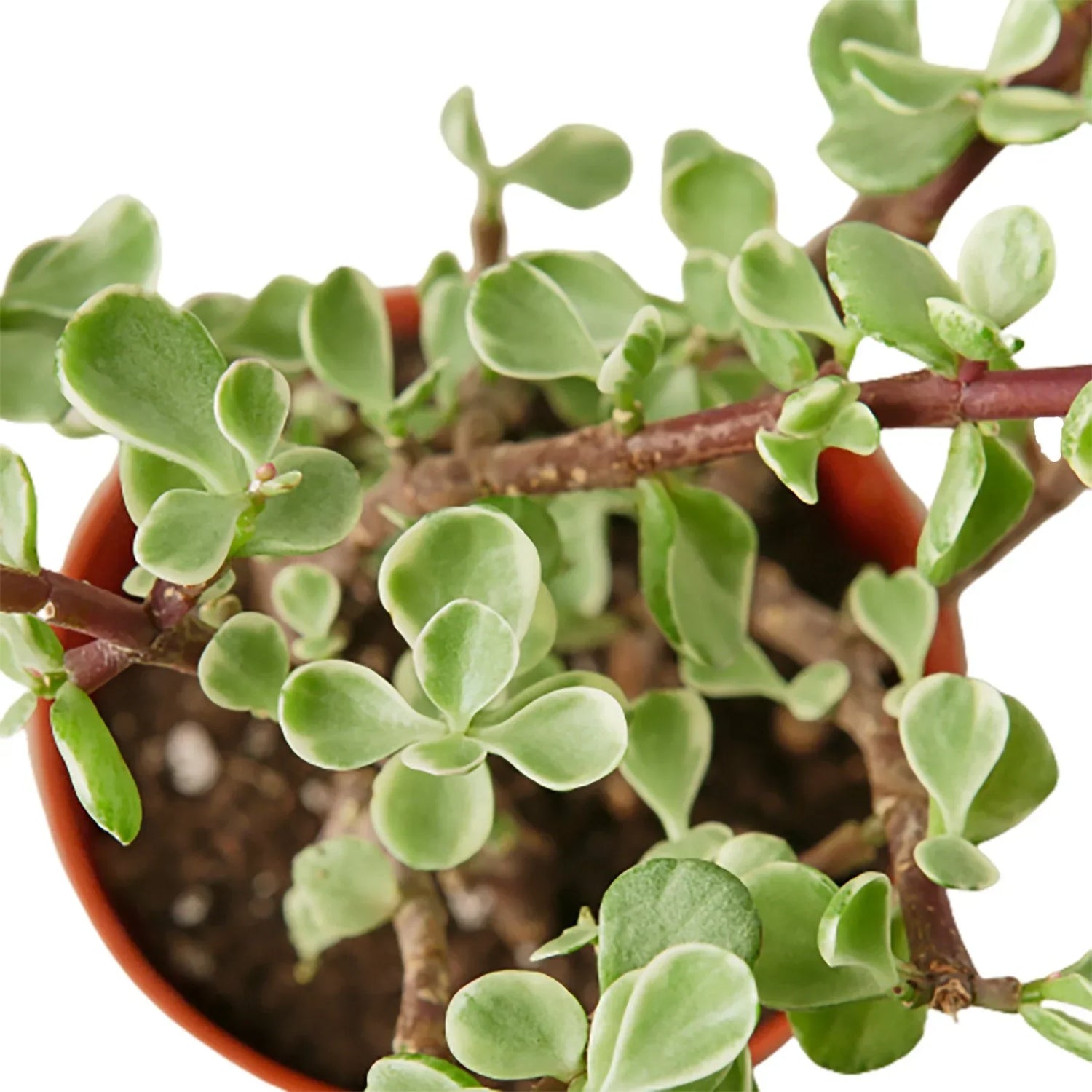 Succulents