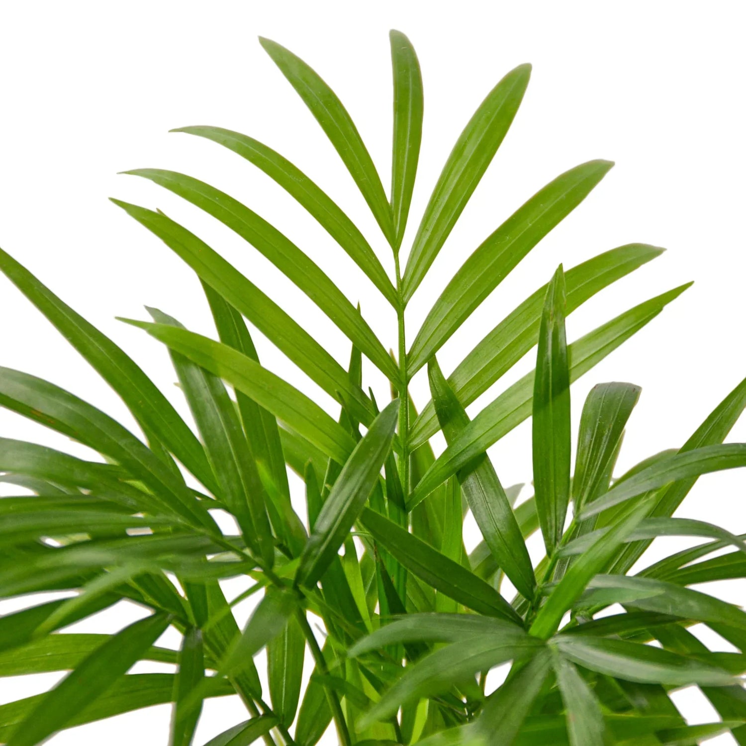 Tropical Plants