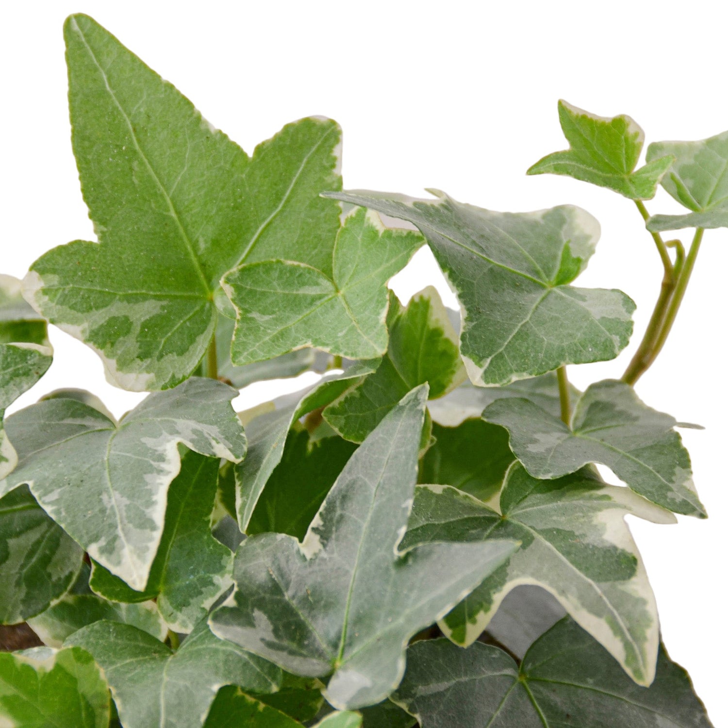 Outdoor Plants