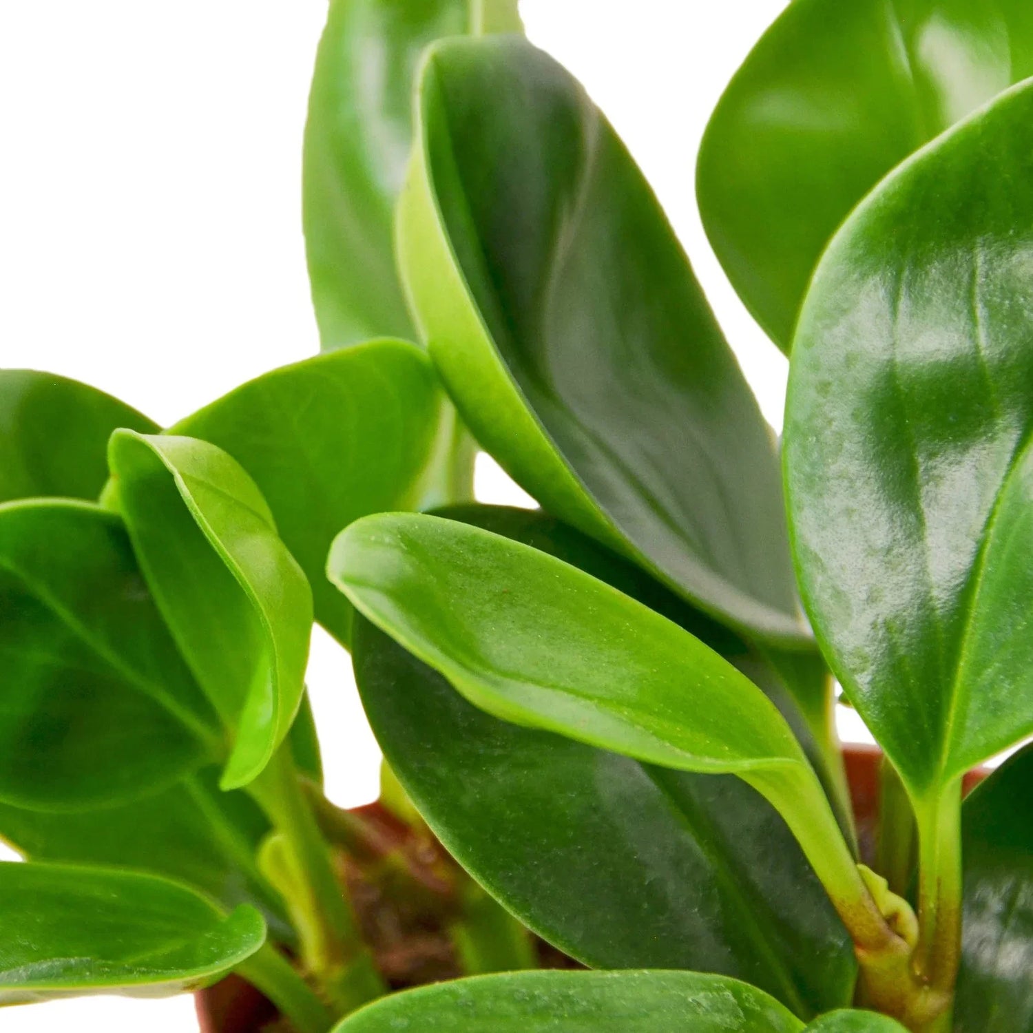 Indoor Plants