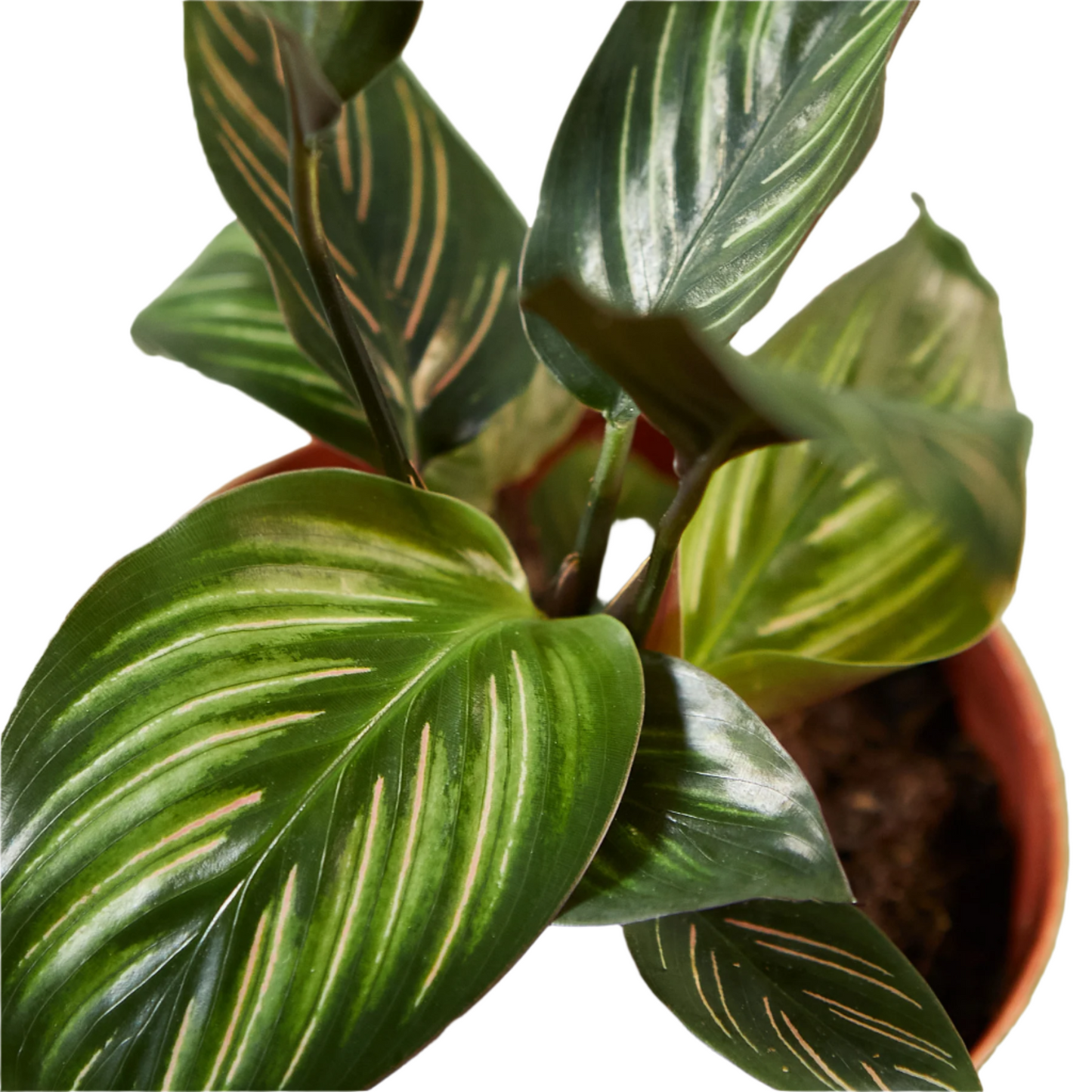 Calathea 'Beauty Star'