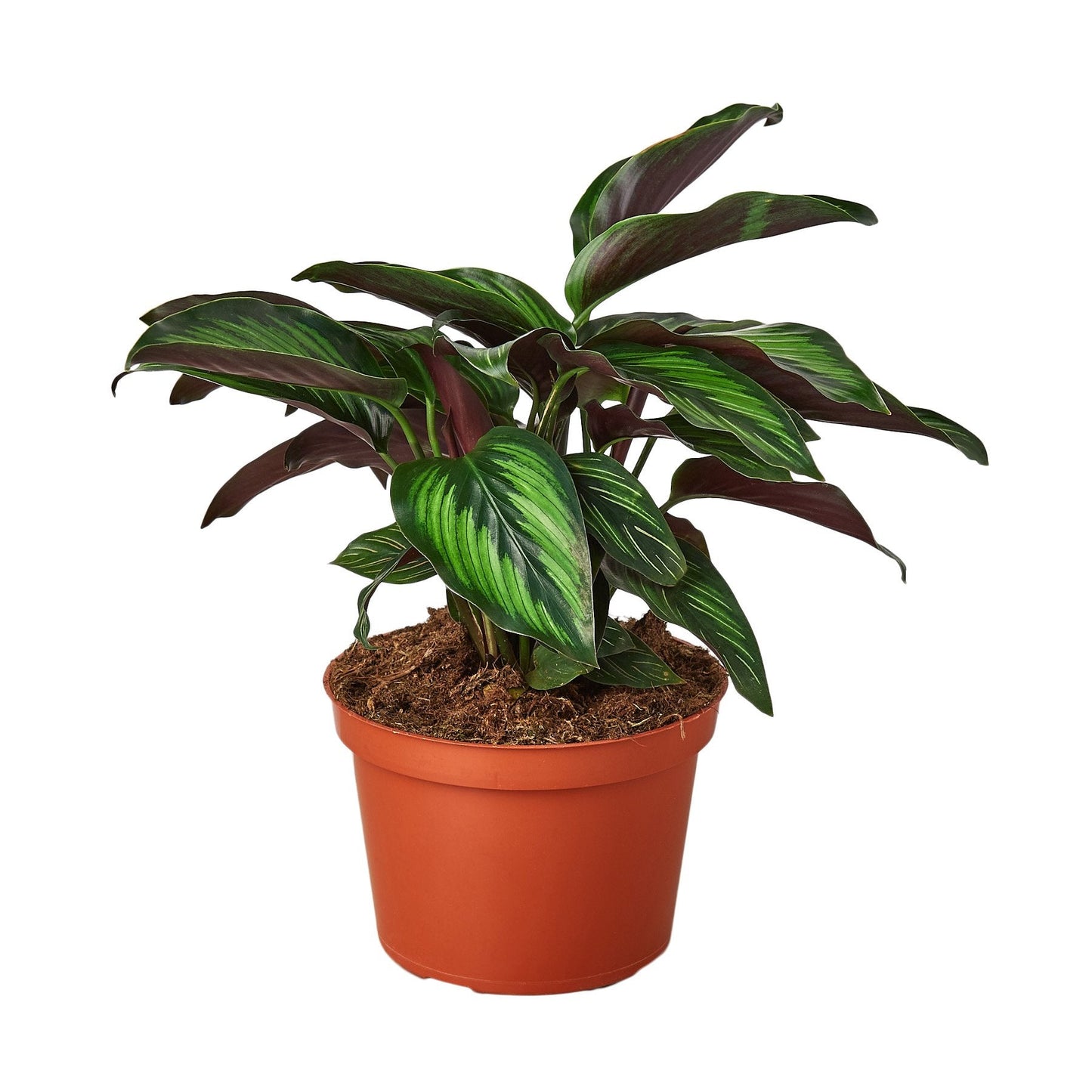6" Pot - Calathea 'Beauty Star'