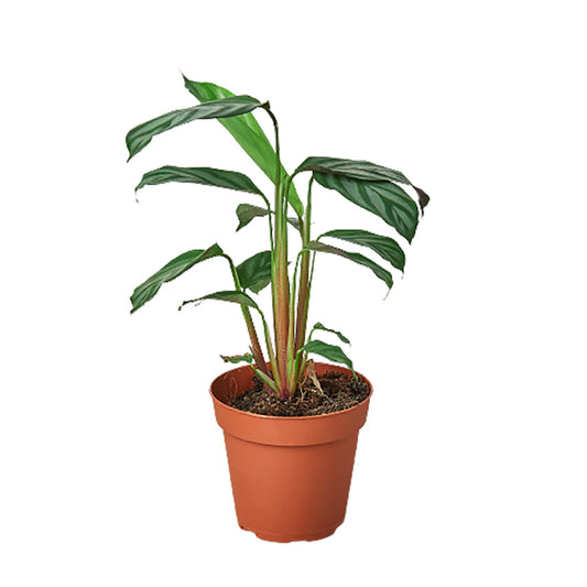 4" Pot - Calathea 'Grey Star'