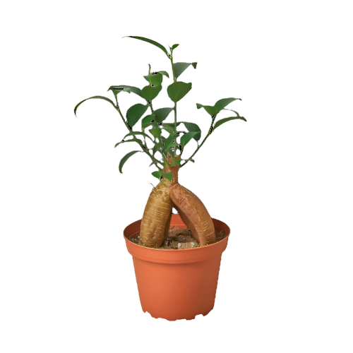Ficus 'Ginseng'