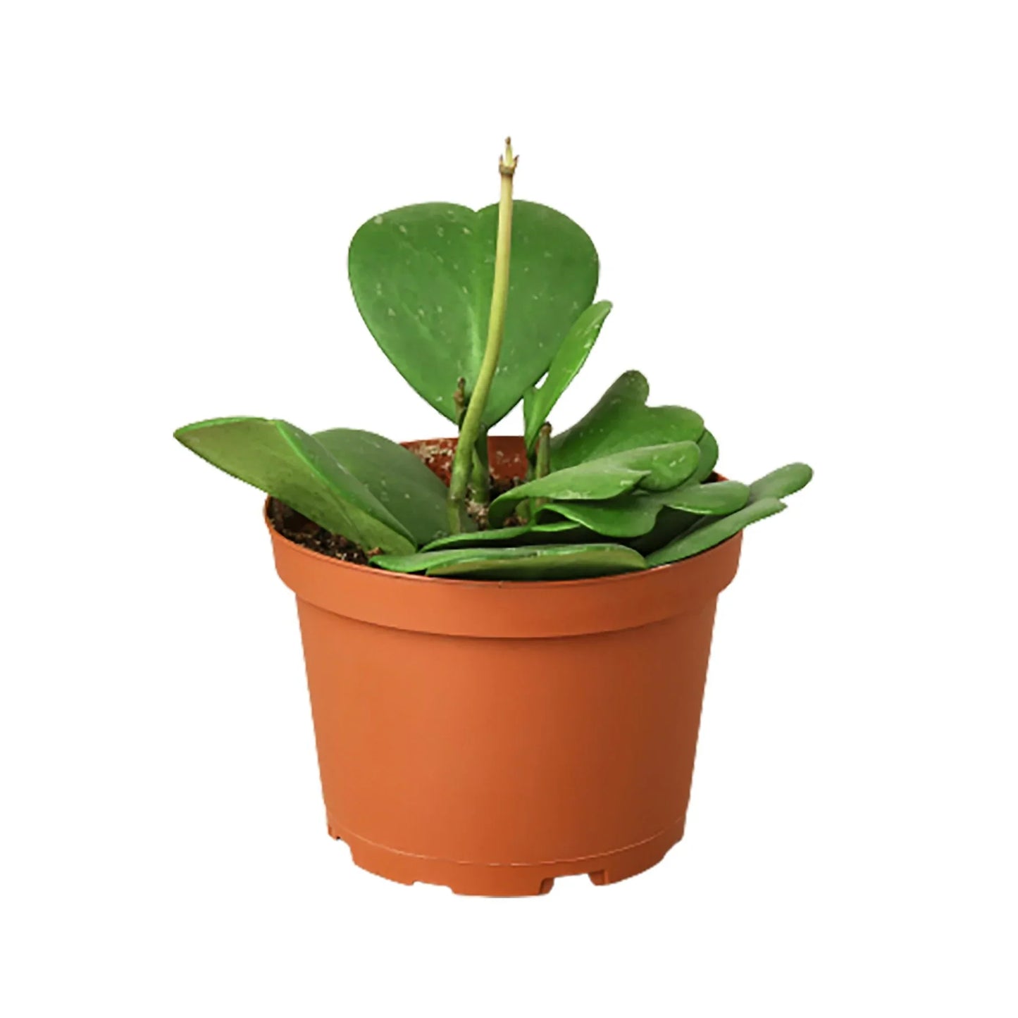 Hoya 'Sweetheart'