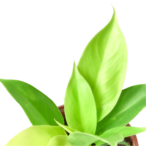 Philodendron 'Moonlight'