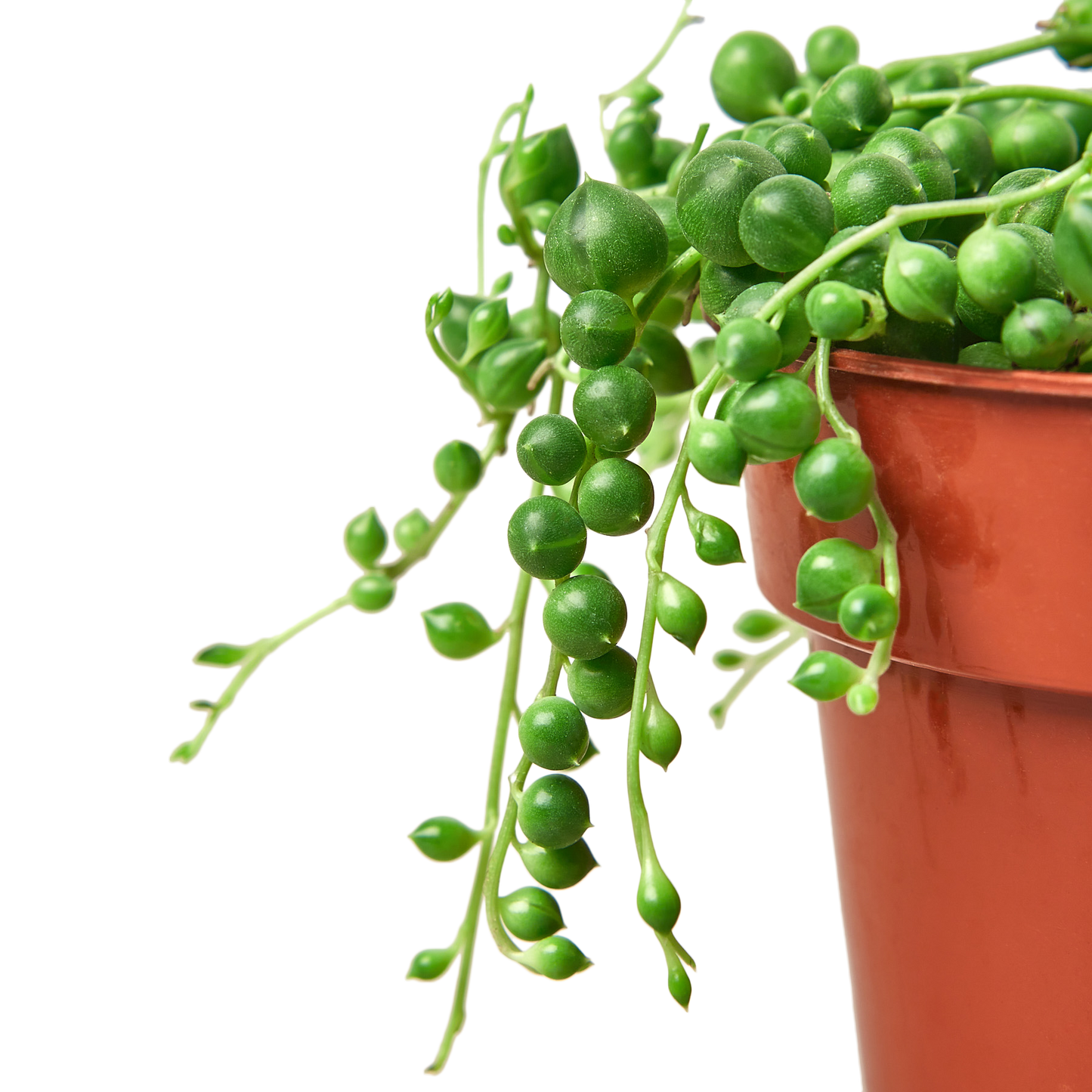Succulent 'String of Pearls'