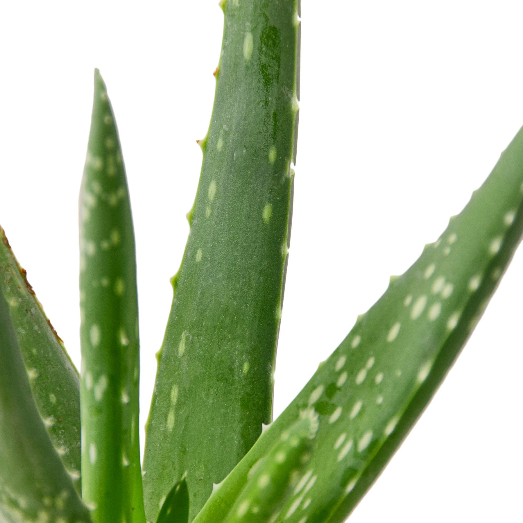3" Pot / Nursery Pot - Aloe Vera