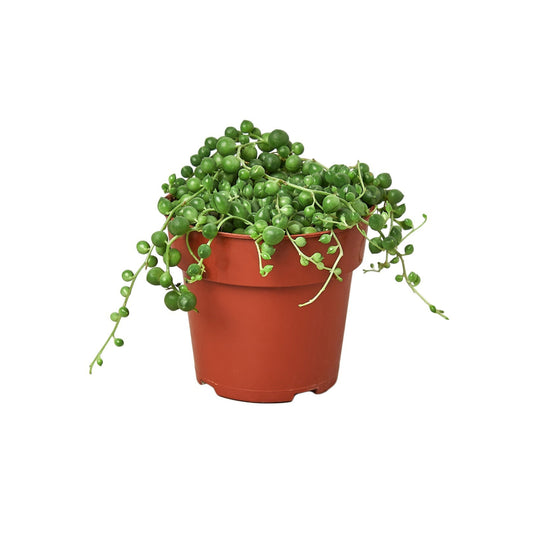 4" Pot / Nursery Pot - Succulent 'String of Pearls'