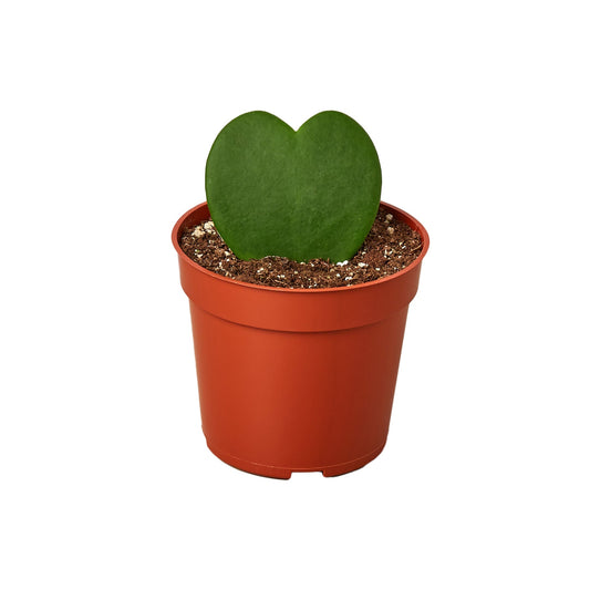 Hoya 'Sweetheart'