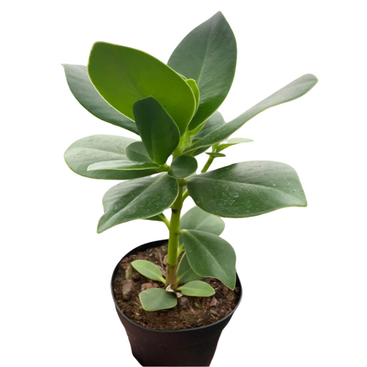 Clusia 'Princess' (Autograph Plant)