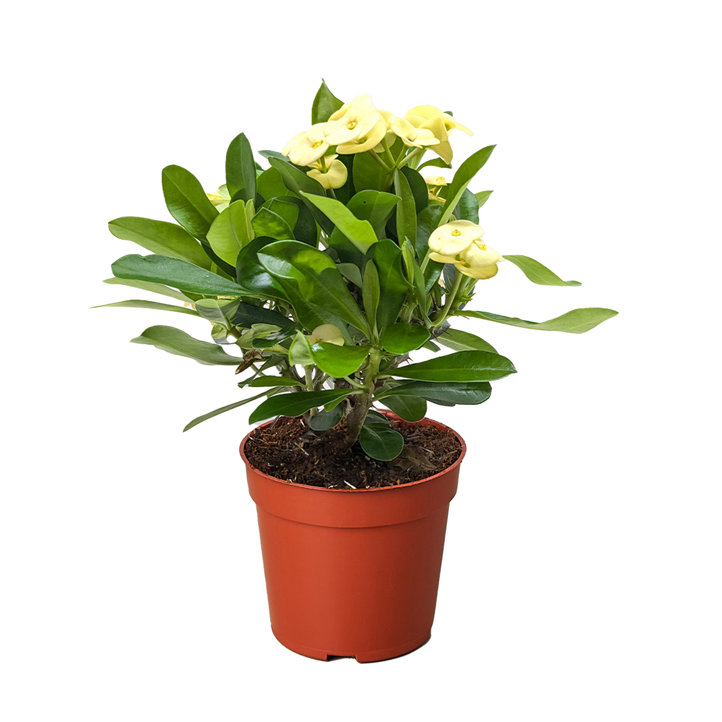 Crown of Thorns
