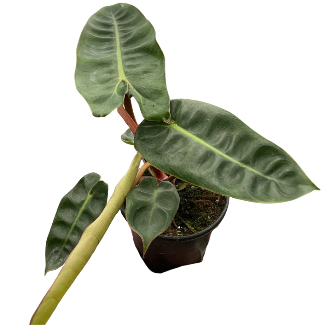Philodendron 'Billietiae'