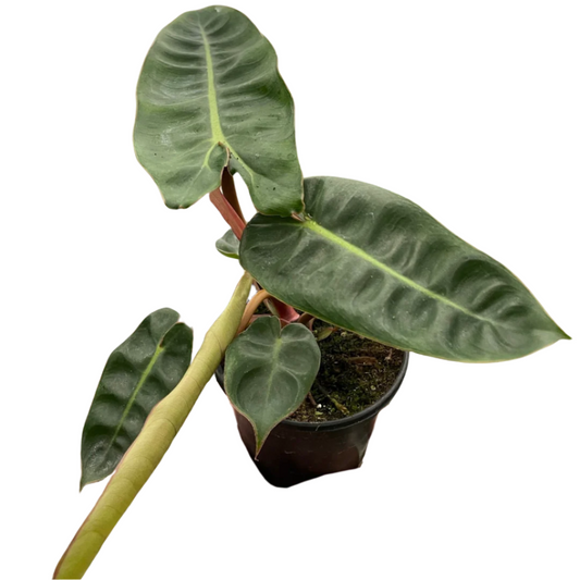 Philodendron 'Billietiae'