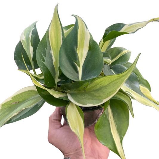 Philodendron 'Silver Stripe'