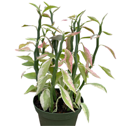 Variegated Devil's Backbone Euphorbia