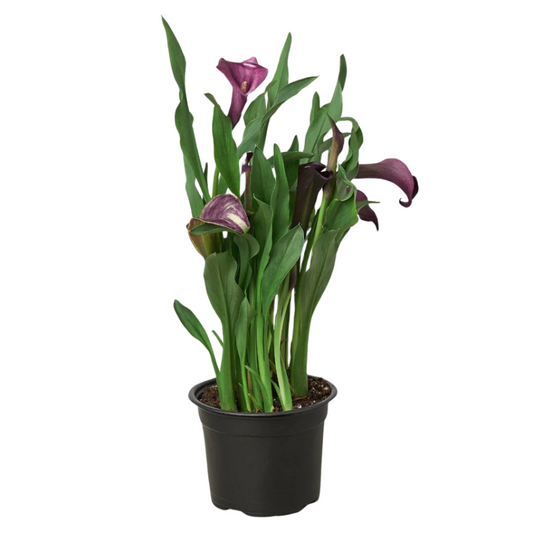Calla Lily