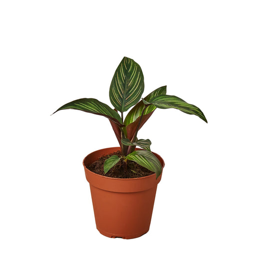 4" Pot - Calathea 'Beauty Star'