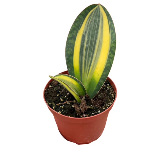 Variegated Shark Fin Snake Plant