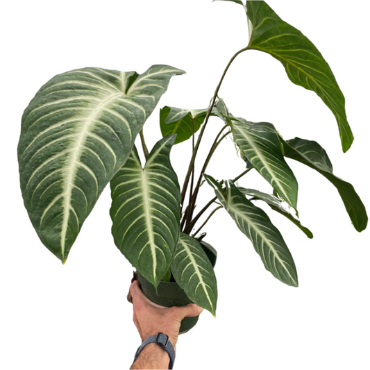 Xanthosoma 'Lendenii'