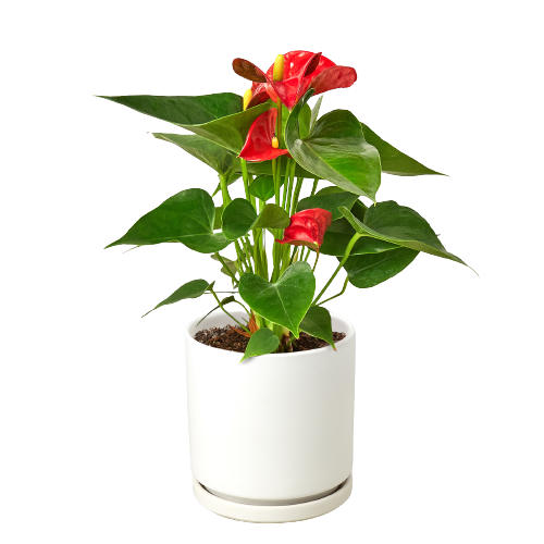 4" Pot / White Cylinder - Anthurium 'Red'