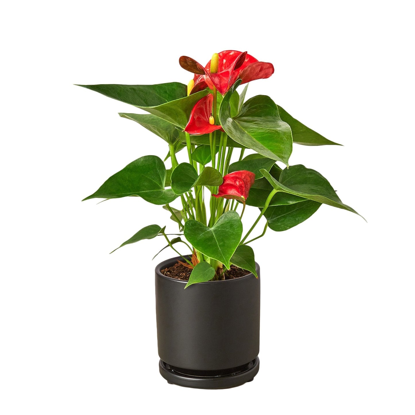4" Pot / Black Cylinder - Anthurium 'Red'
