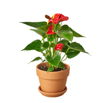 4" Pot / Terra Cotta Standard - Anthurium 'Red'