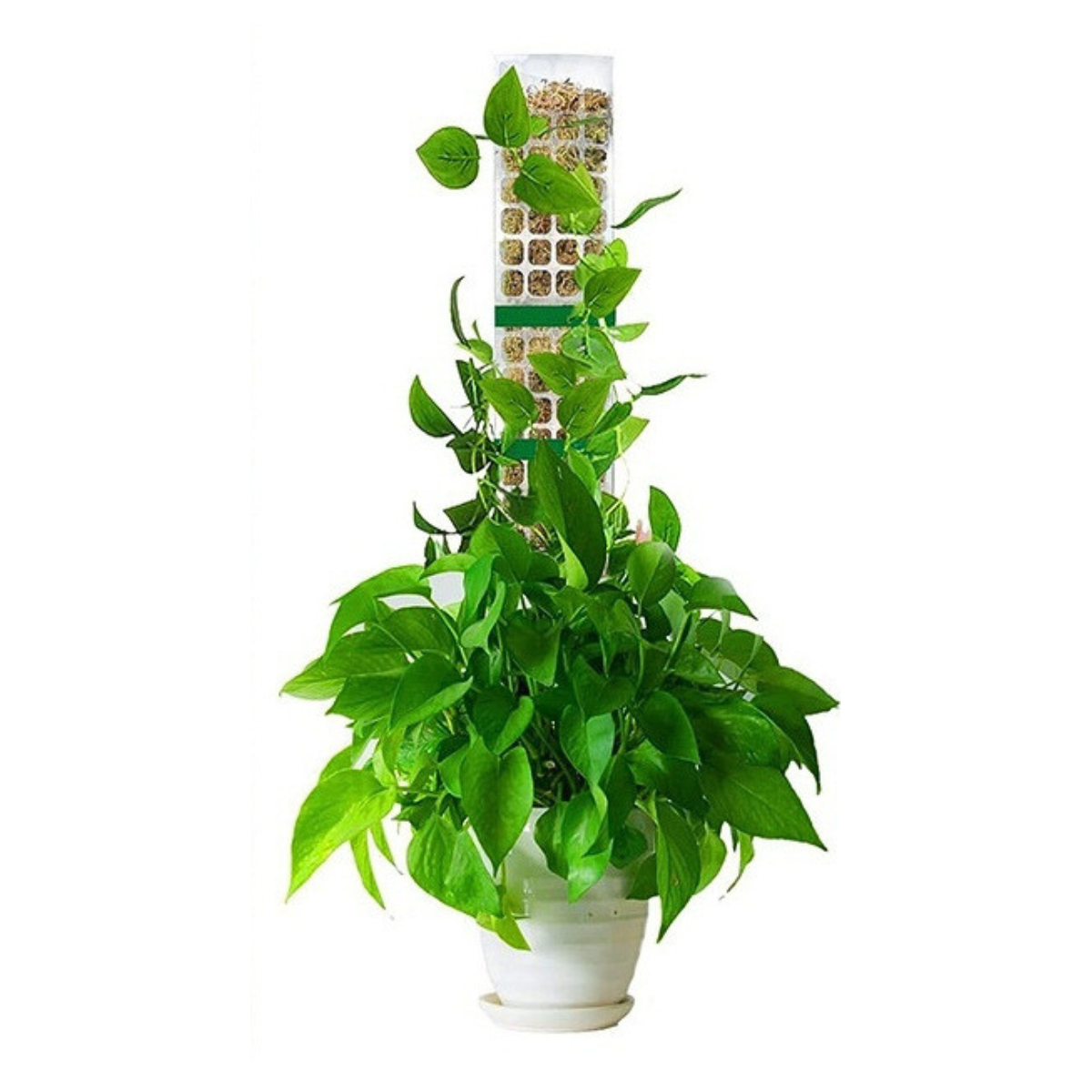 Plant Support Moss Pole
