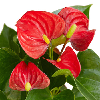 6" Pot / Nursery Pot - Anthurium 'Red'