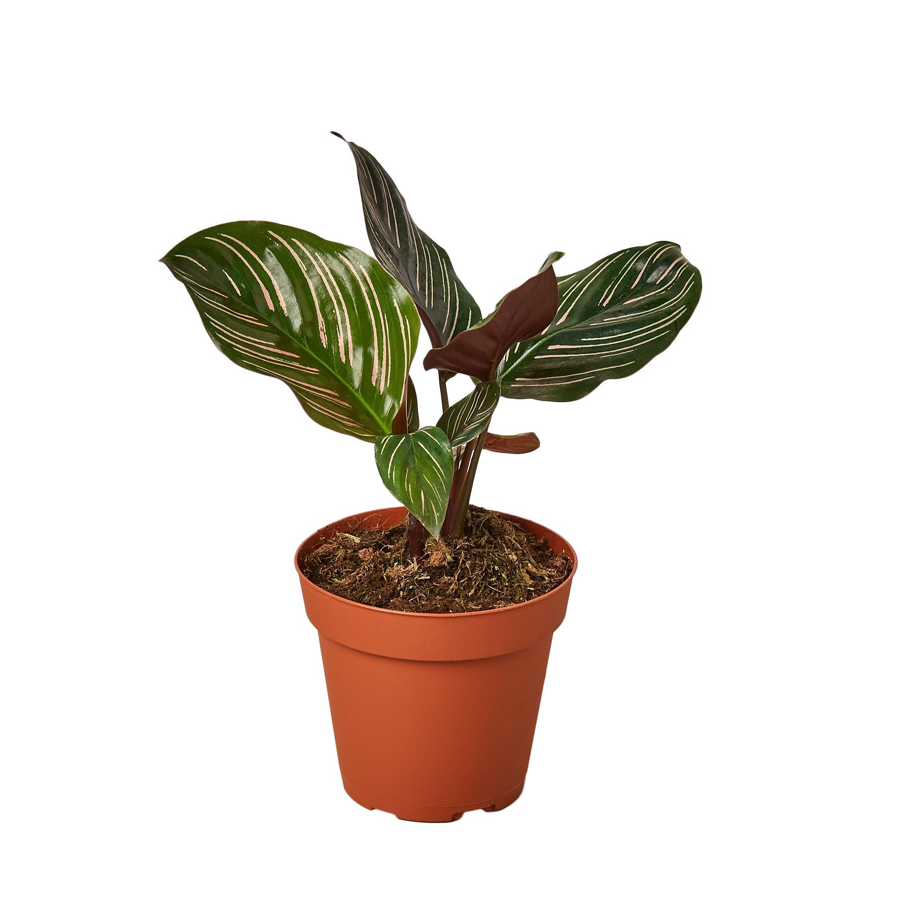 4" Pot - Calathea 'Ornata'