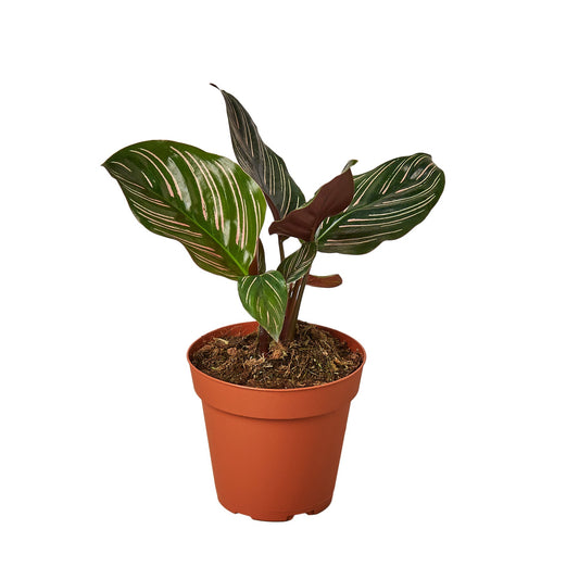 4" Pot - Calathea 'Ornata'